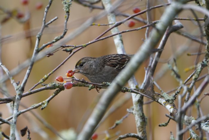 Golden-crowned Sparrow