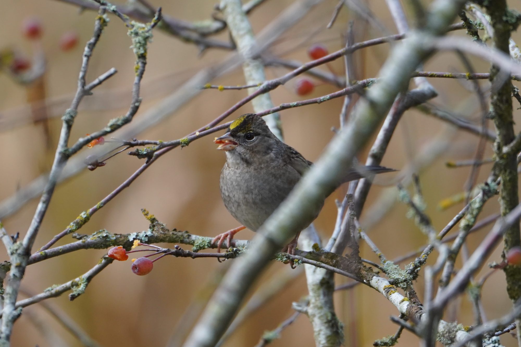 Golden-crowned Sparrow