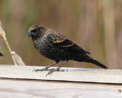 Red-winged Blackbird