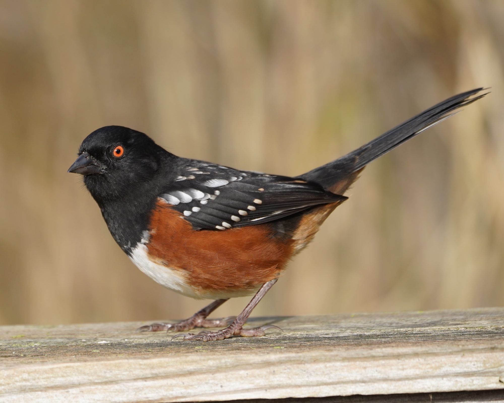 Spotted Towhee