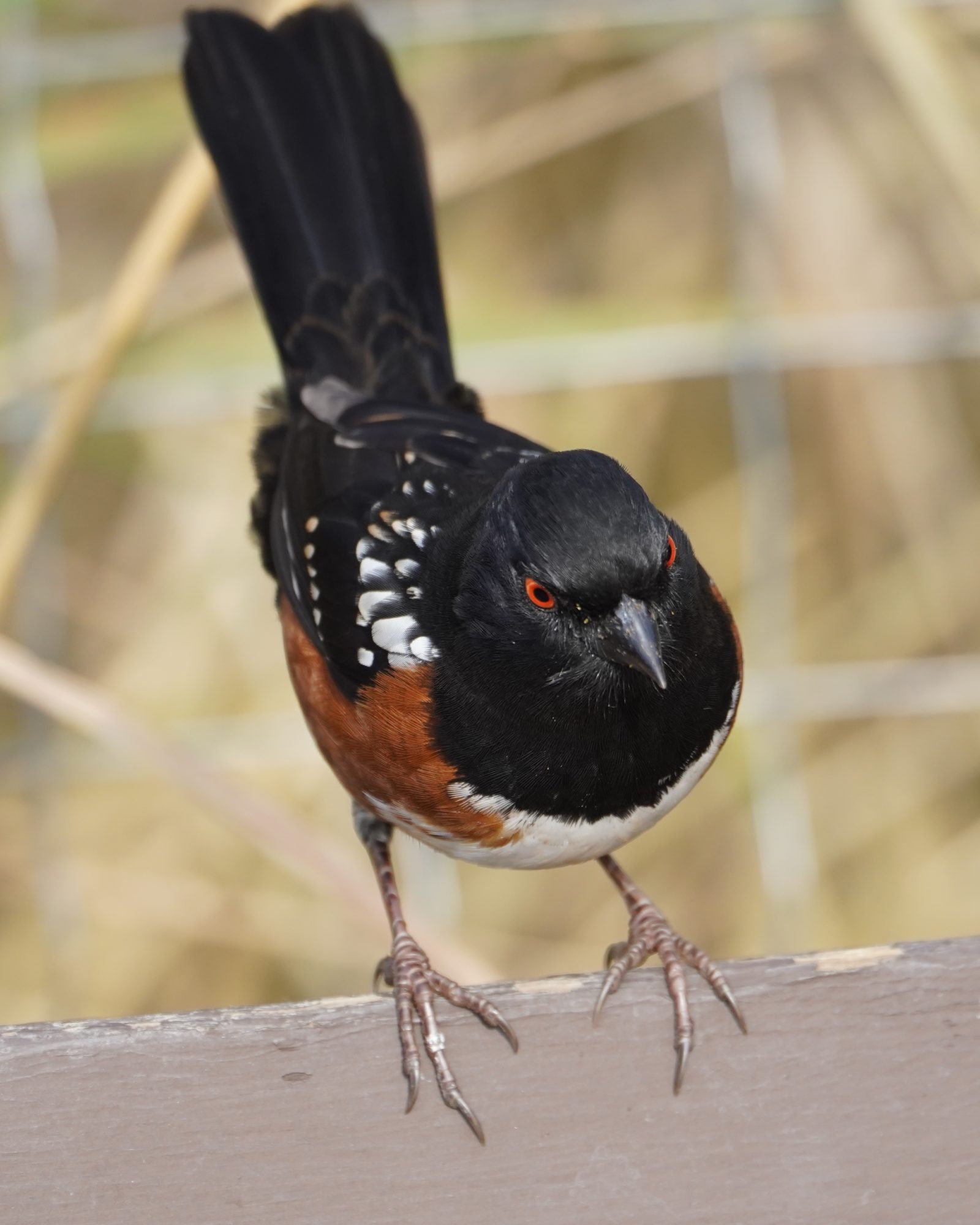 Spotted Towhee