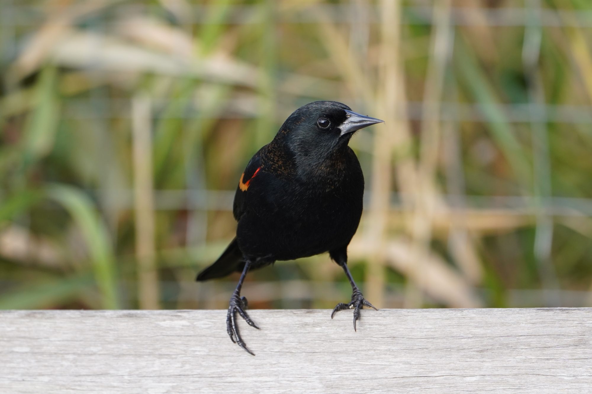 Red-winged Blackbird