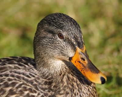 Mallard Duck