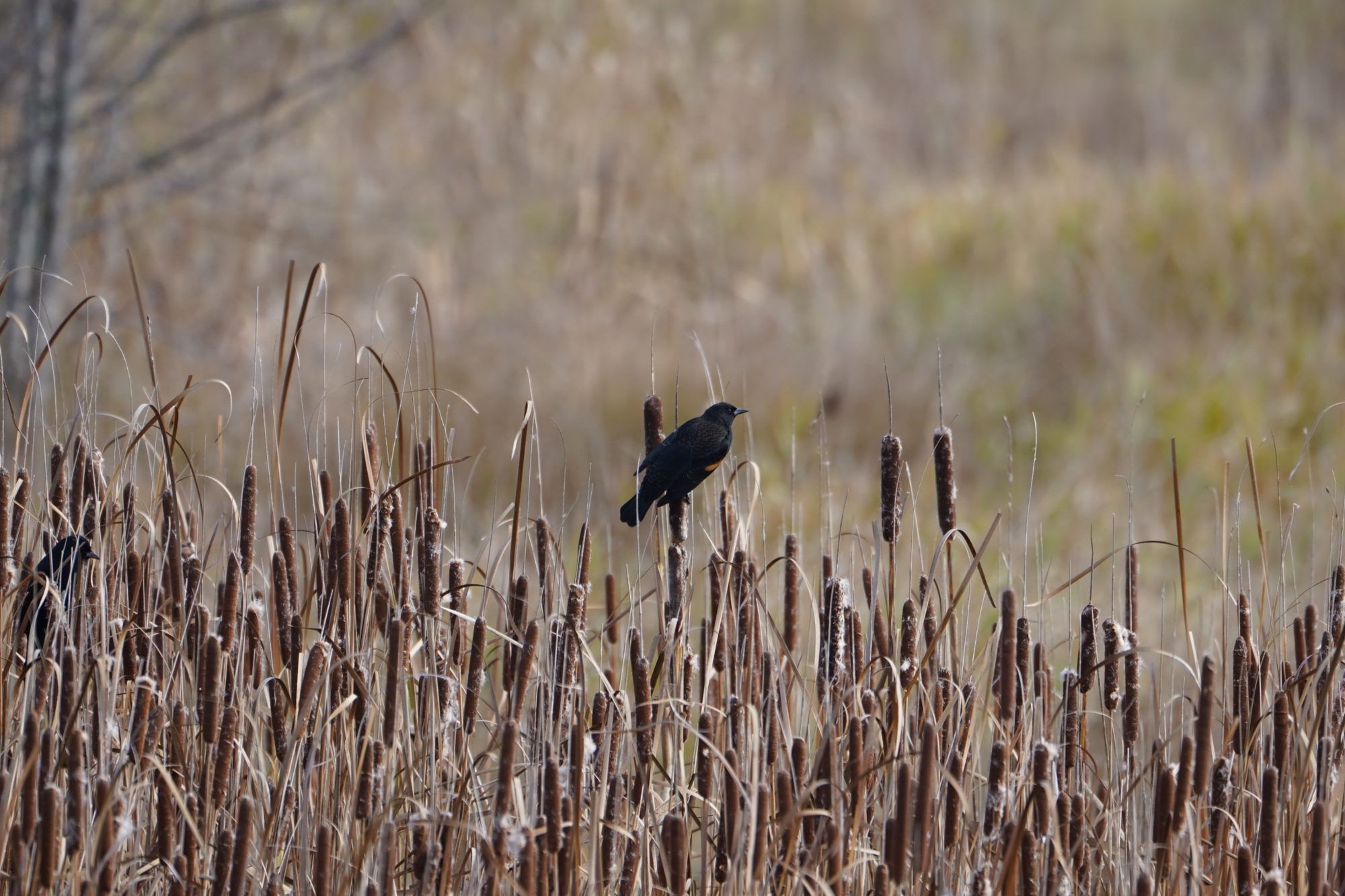 Red-winged Blackbird