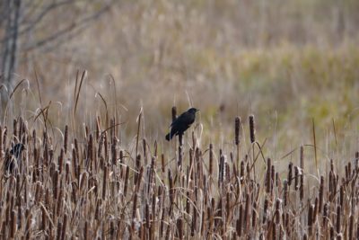 Red-winged Blackbird