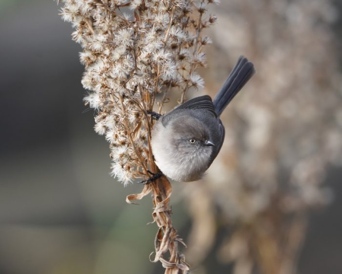 Bushtit