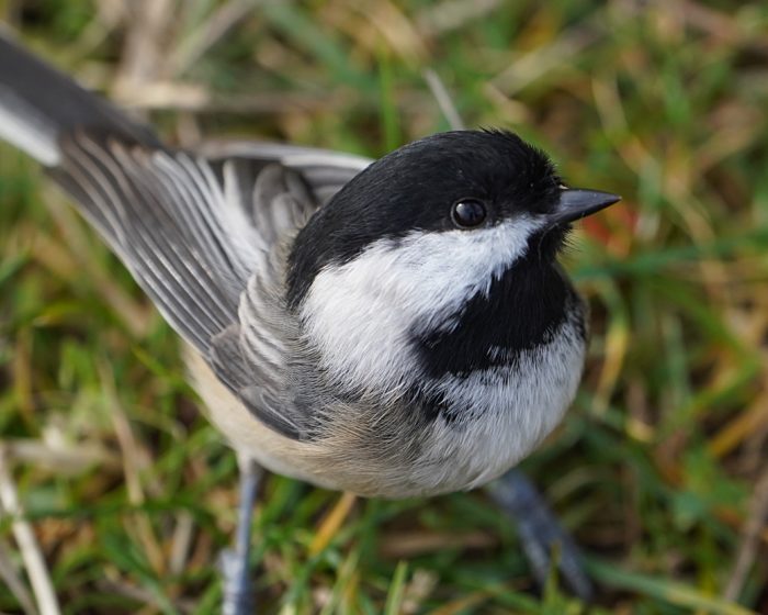 Black-capped Chickadee