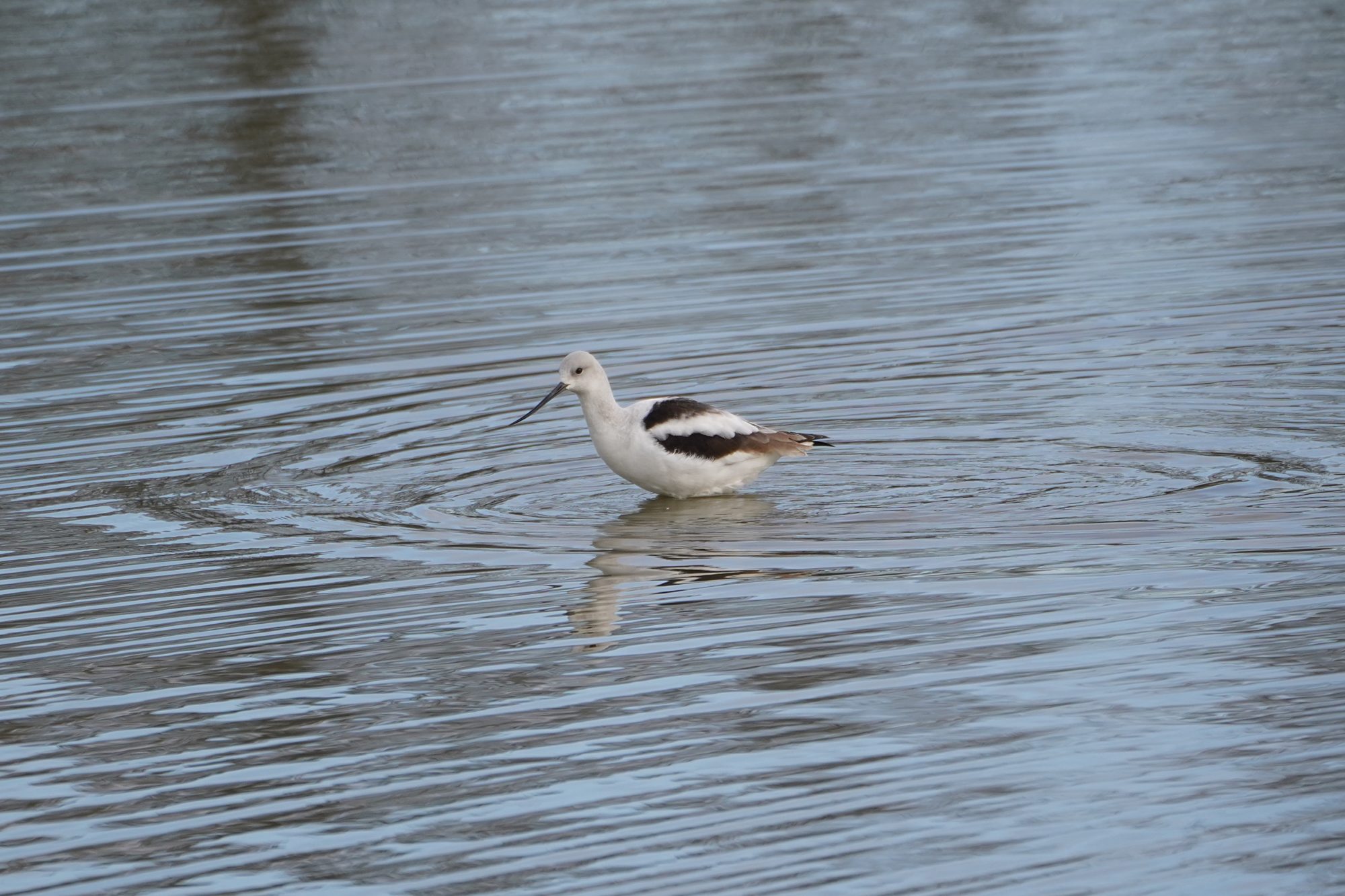 American Avocet