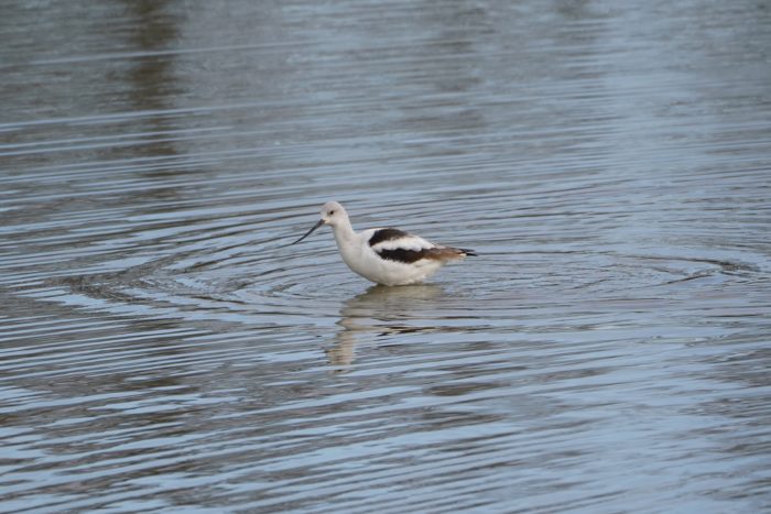 American Avocet