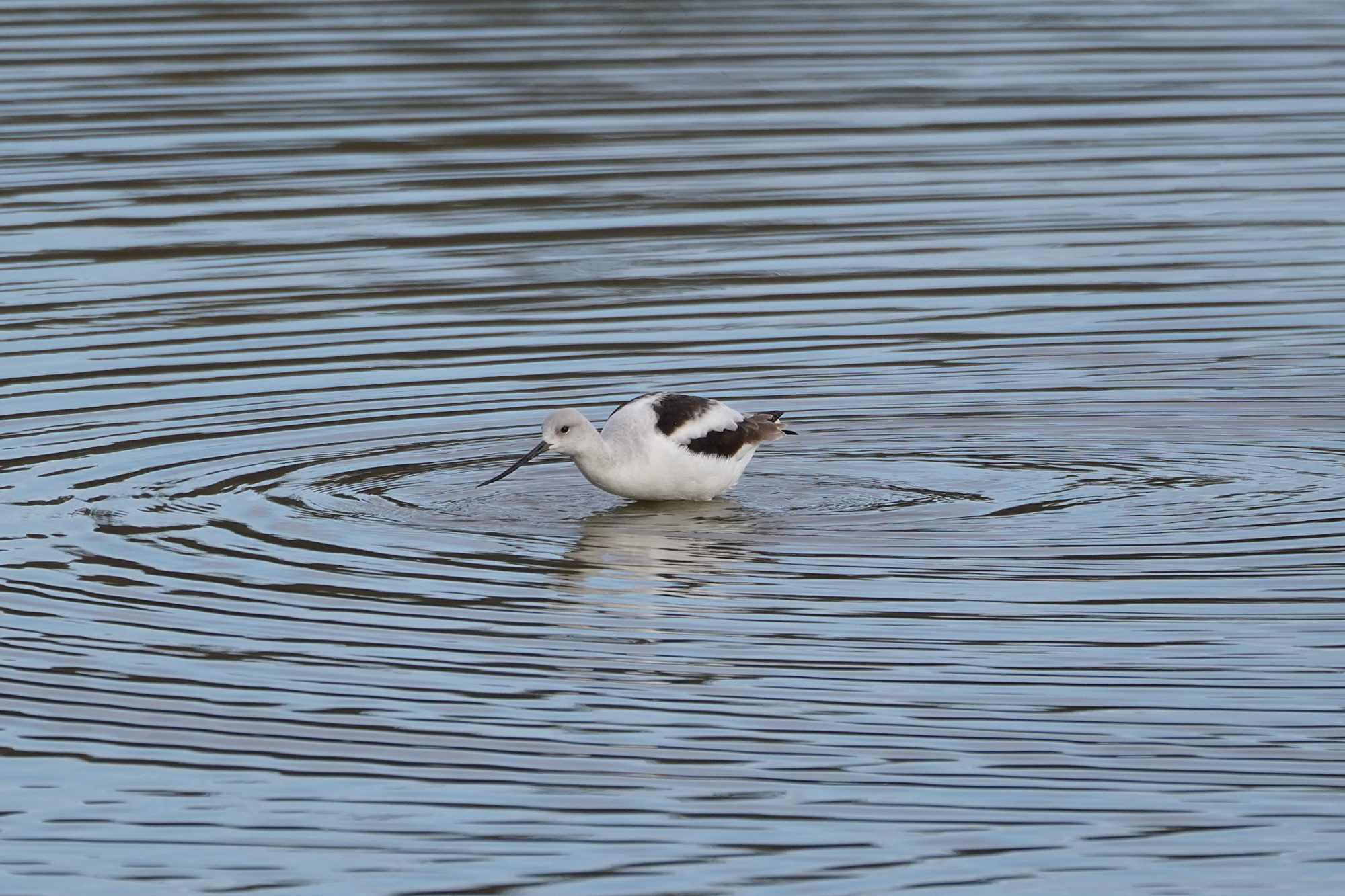 American Avocet