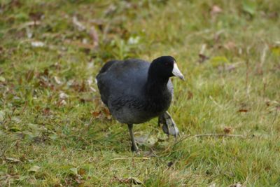 American Coot