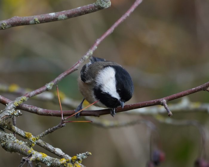 Black-capped Chickadee