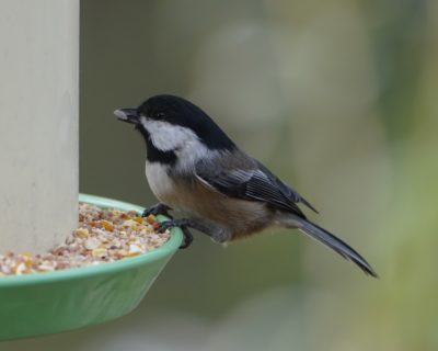 Black-capped Chickadee