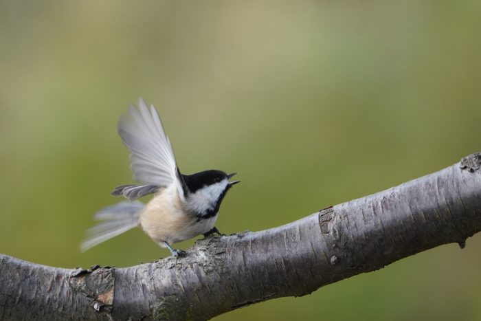 Black-capped Chickadee