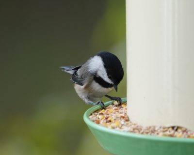 Black-capped Chickadee