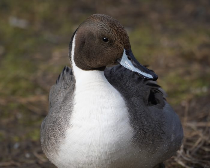 Northern Pintail