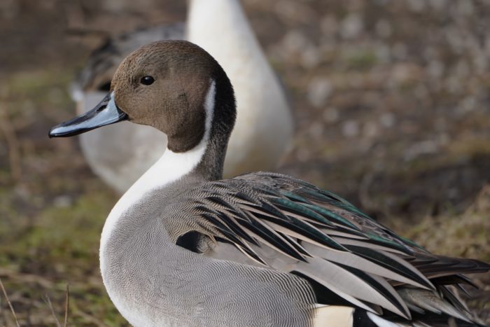 Northern Pintail