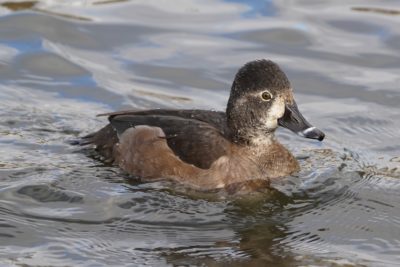 Ring-necked Duck