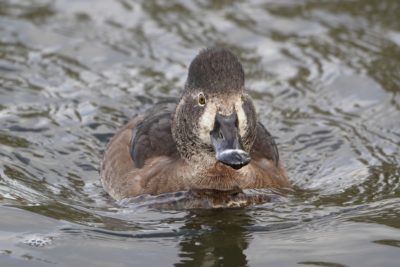 Ring-necked Duck