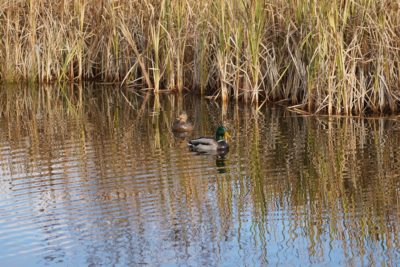 Mallard Ducks