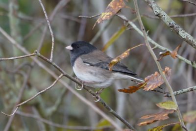 Dark-eyed Junco