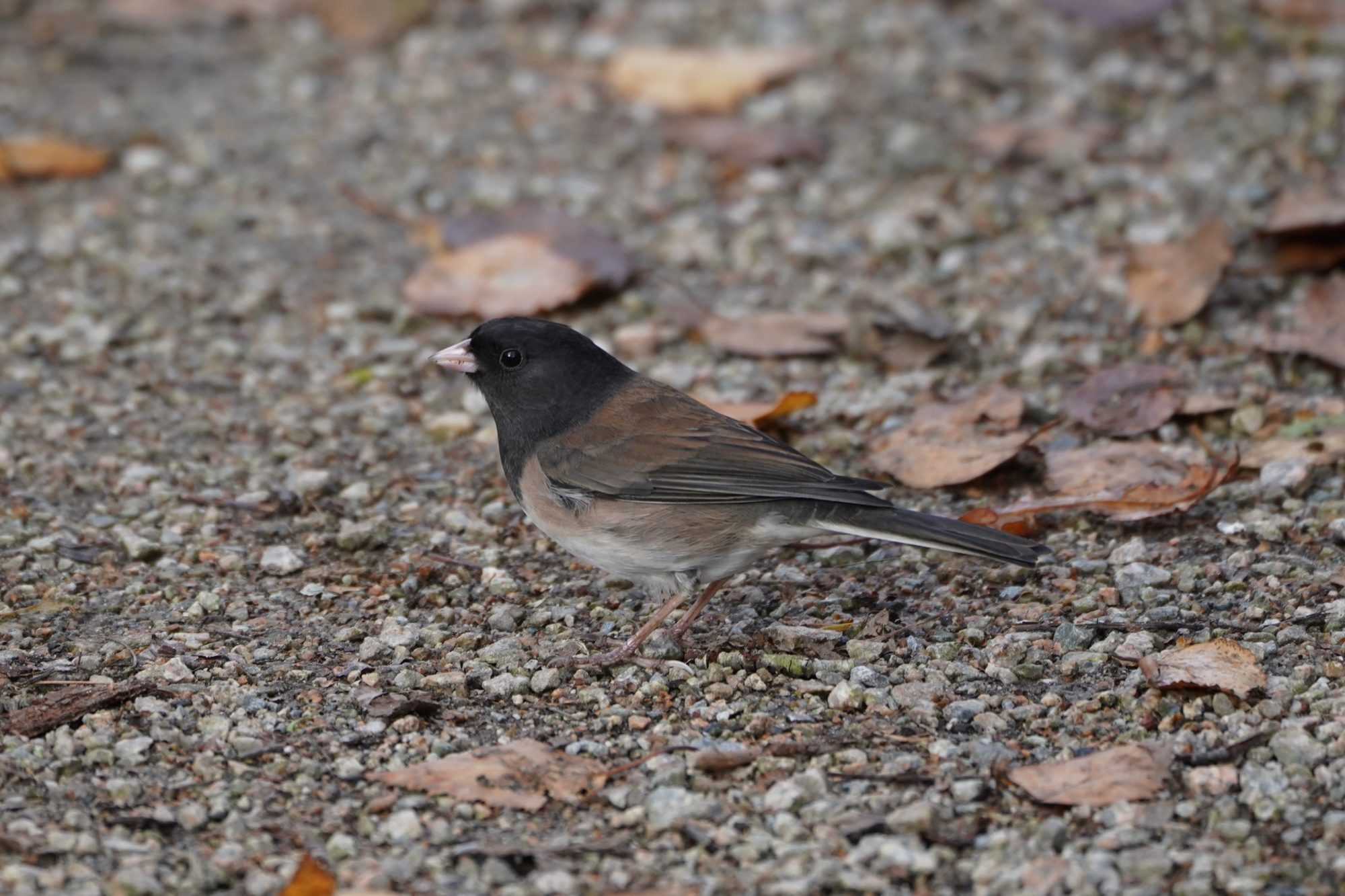 Dark-eyed Junco