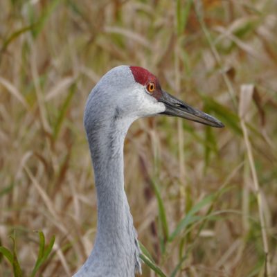 Sandhill Crane