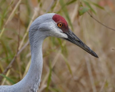 Sandhill Crane