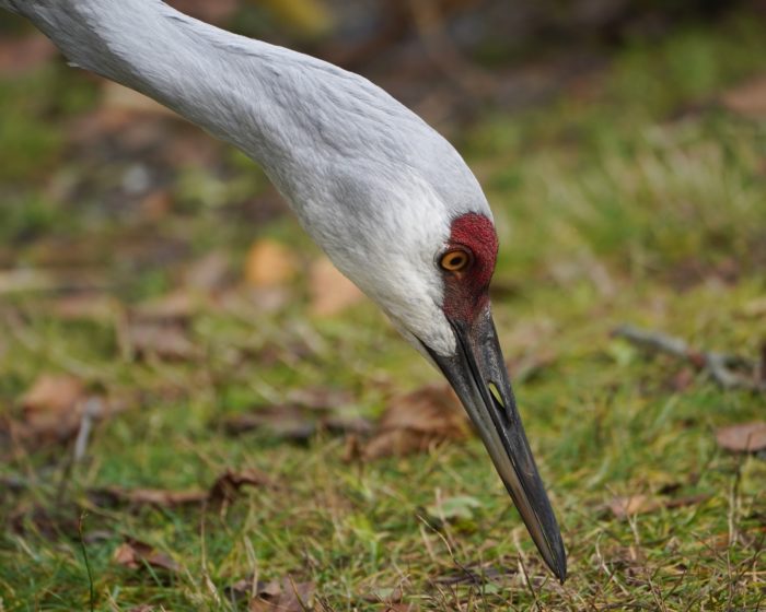 Sandhill Crane