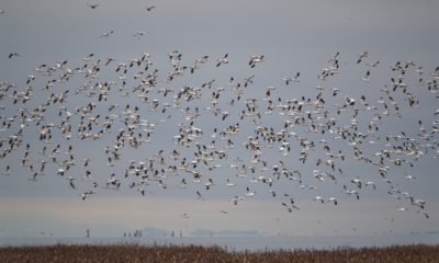 Snow Geese