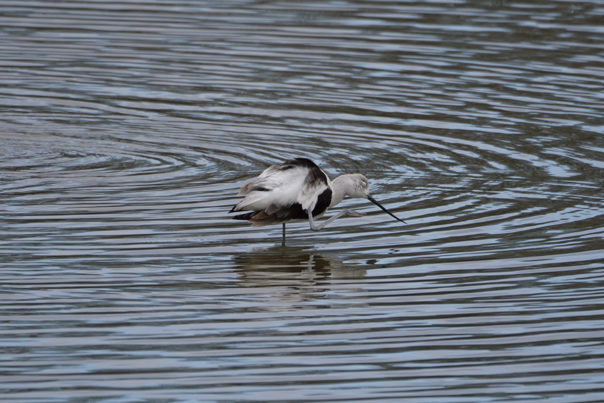 American Avocet