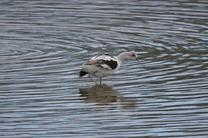 American Avocet