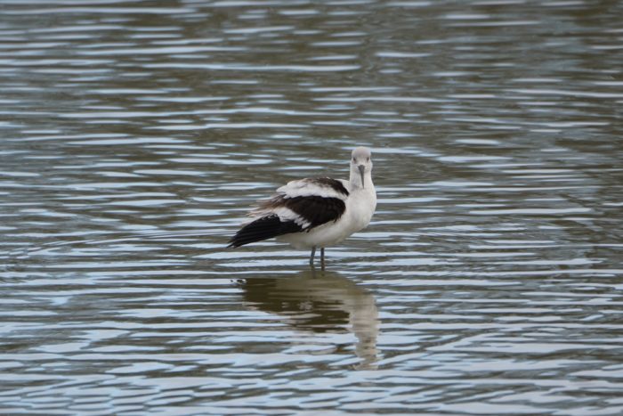 American Avocet