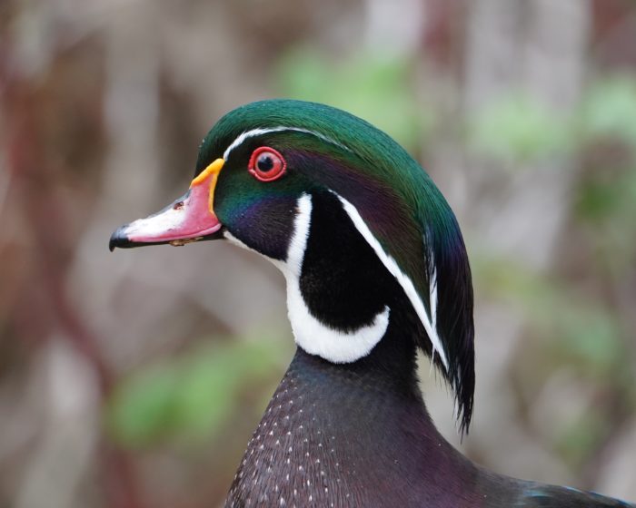 Wood Duck