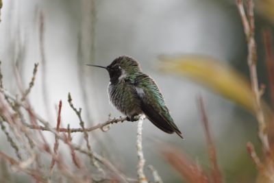 Anna's Hummingbird