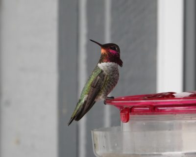 Anna's Hummingbird