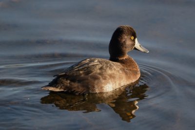 Lesser Scaup