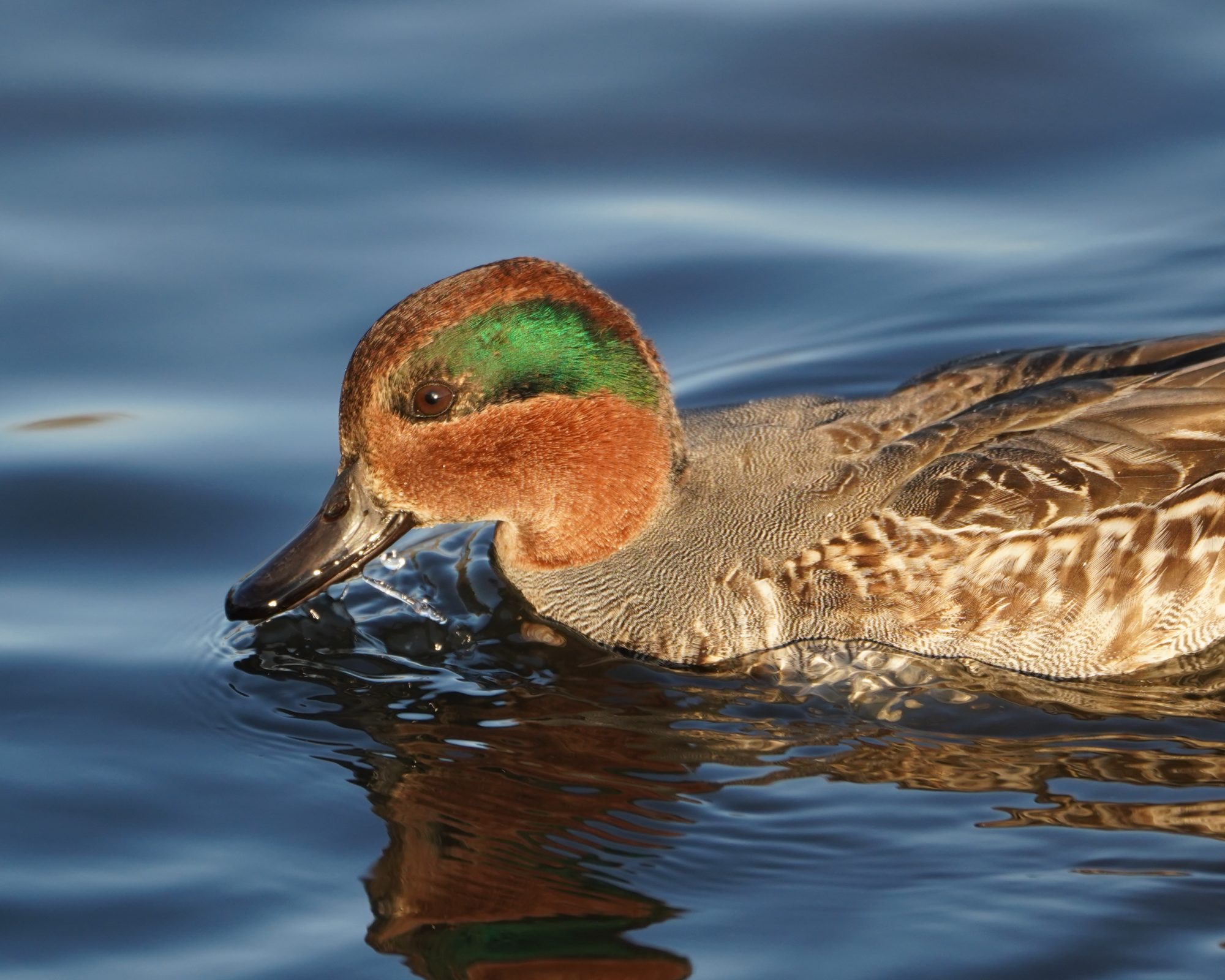 Green-winged Teal