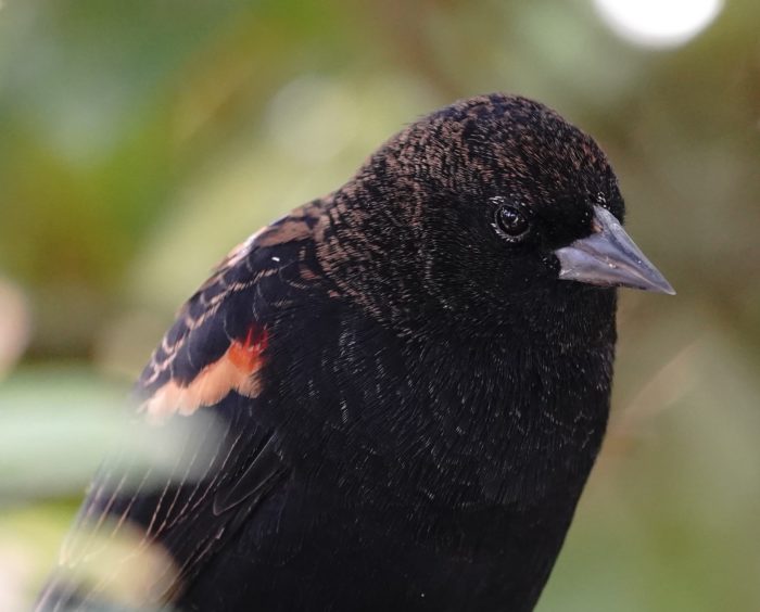 Red-winged Blackbird