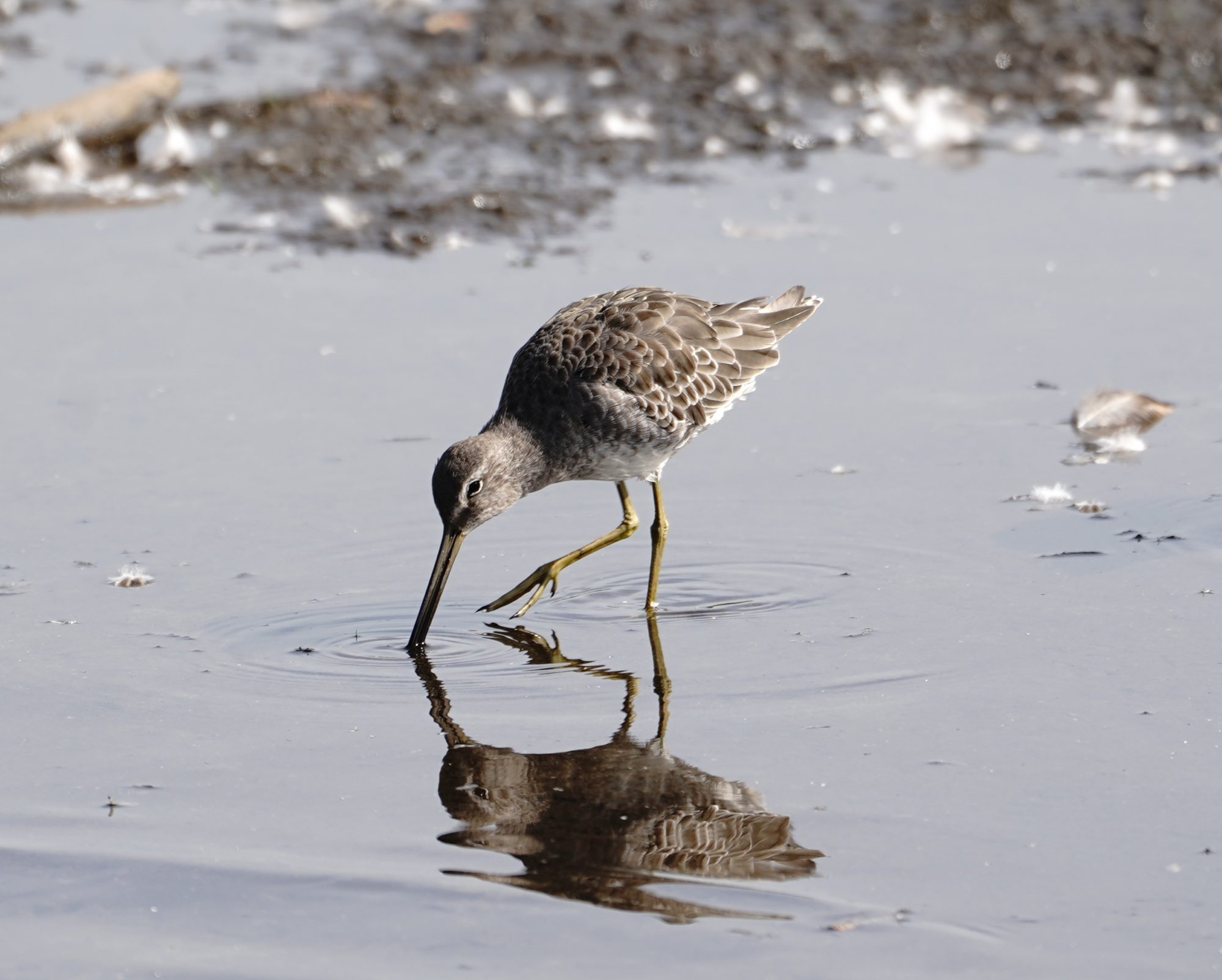 Long-billed Dowitcher