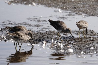 Long-billed Dowitchers