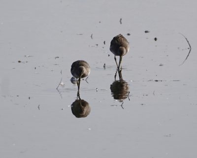 Long-billed Dowitchers