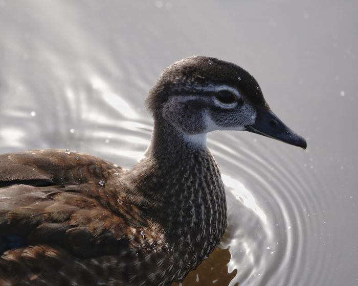 Immature Wood Duck