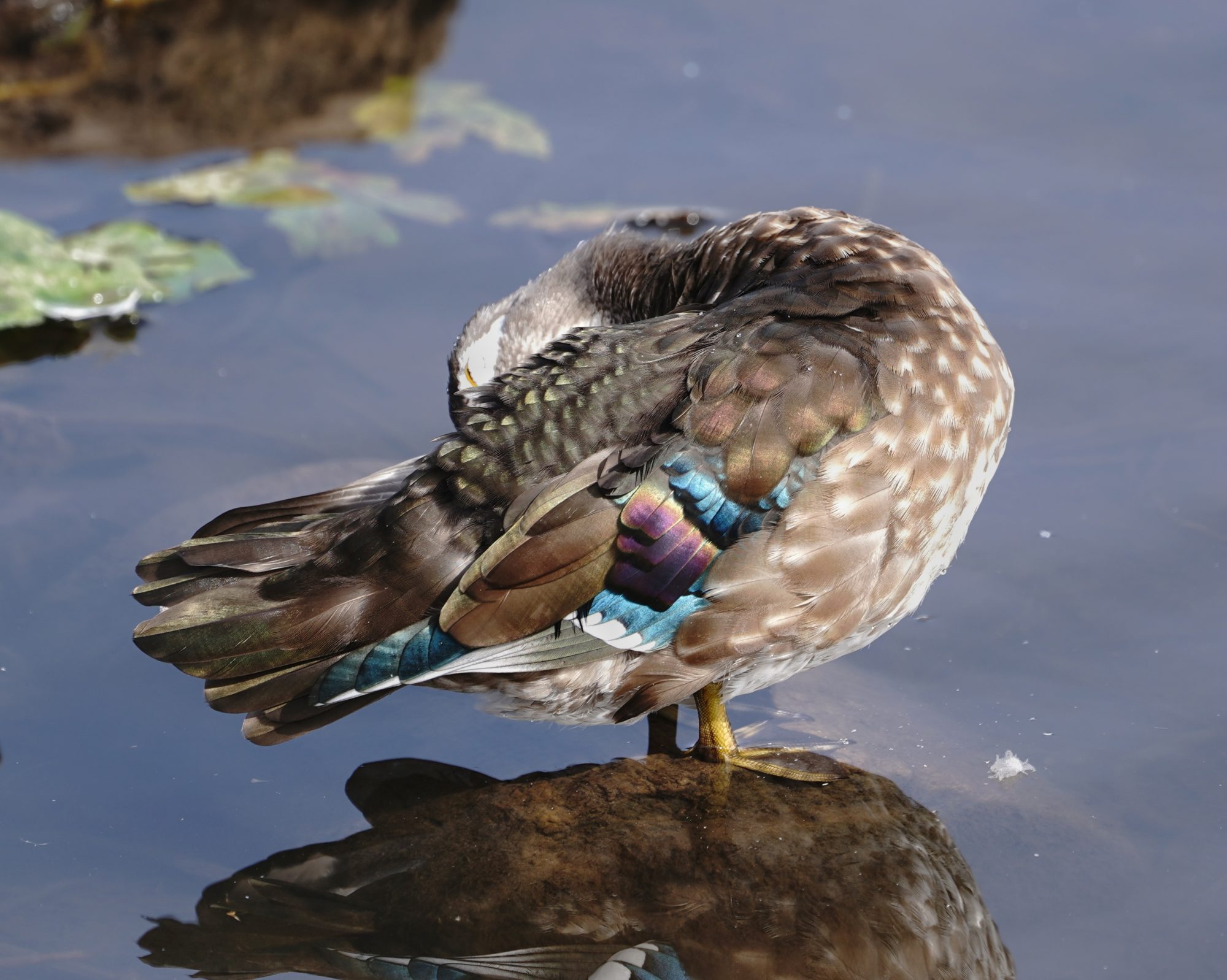 Wood Duck