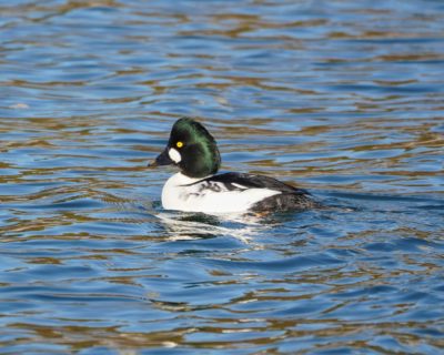 Common Goldeneye