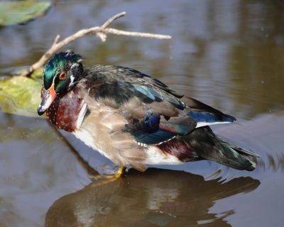 Wood Duck