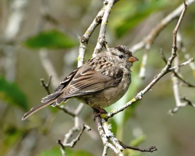 White-crowned Sparrow