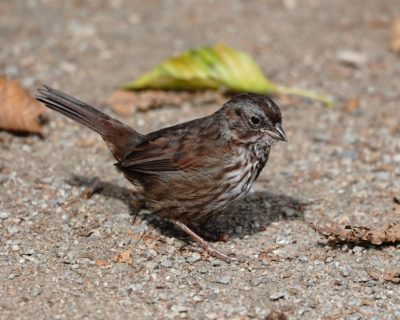 Song Sparrow