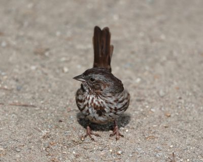 Song Sparrow