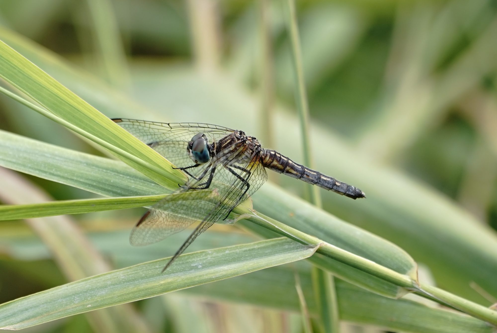 Dragonfly